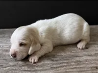 DOVER, a male Basset Hound for sale in Chapman, KS – 3 of 6
