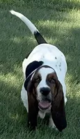 MALIBU, a female Basset Hound for sale in Chapman, KS – 2 of 5