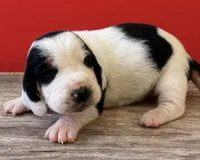DELRAY, a female Basset Hound for sale in Chapman, KS – 7 of 9