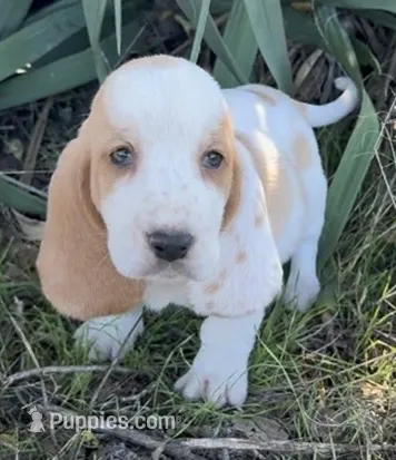 COCOA  – Basset Hound puppy for sale in Chapman, KS