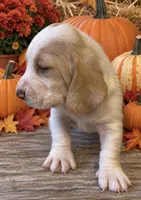 SKITTLES, a male Basset Hound for sale in Chapman, KS – 2 of 3