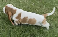 HUDSON, a male Basset Hound for sale in Chapman, KS – 2 of 10