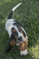 SALTY, a male Basset Hound for sale in Chapman, KS – 3 of 6