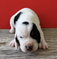 DALLAS, a male Basset Hound for sale in Chapman, KS – 3 of 7