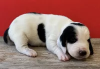 DELRAY, a female Basset Hound for sale in Chapman, KS – 8 of 9