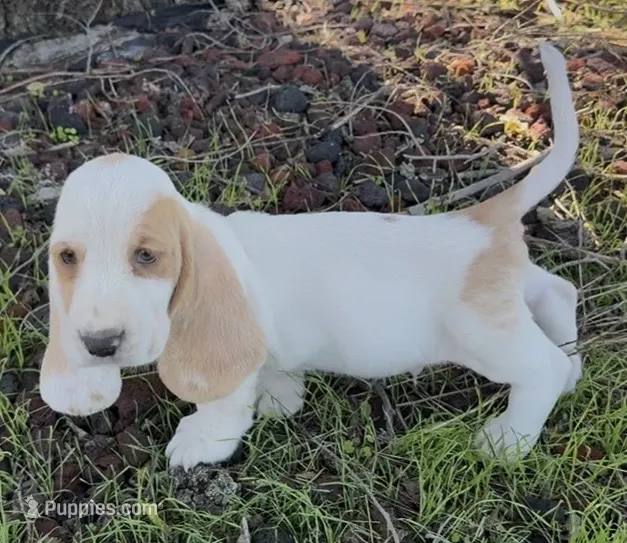 SKITTLES – Basset Hound puppy for sale in Chapman, KS