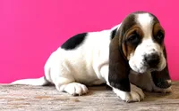 ROYCE, a female Basset Hound for sale in Chapman, KS – 2 of 4