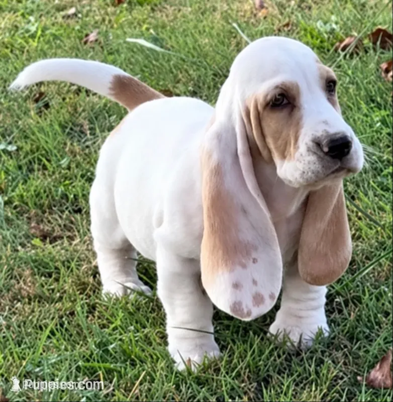 SKITTLES – Basset Hound puppy for sale in Chapman, KS