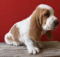 HUDSON, a male Basset Hound for sale in Chapman, KS – 4 of 4