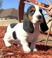 BETSEY , a female Basset Hound for sale in Chapman, KS – Photo 8 of 9