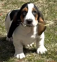 BETSEY , a female Basset Hound for sale in Chapman, KS – Photo 1 of 9