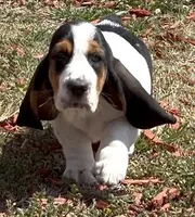 BETSEY , a female Basset Hound for sale in Chapman, KS – Photo 2 of 9