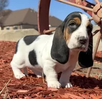 BETSEY , a female Basset Hound for sale in Chapman, KS – Photo 6 of 9