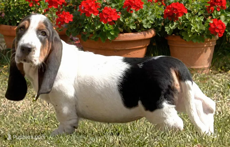 BETSEY  – Basset Hound puppy for sale in Chapman, KS