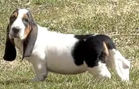 BETSEY , a female Basset Hound for sale in Chapman, KS – Photo 3 of 9