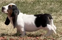 BETSEY , a female Basset Hound for sale in Chapman, KS – Photo 4 of 9