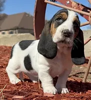 BETSEY , a female Basset Hound for sale in Chapman, KS – Photo 5 of 9