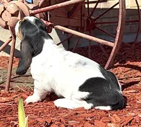BETSEY , a female Basset Hound for sale in Chapman, KS – Photo 9 of 9