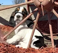 BETSEY , a female Basset Hound for sale in Chapman, KS – Photo 7 of 9