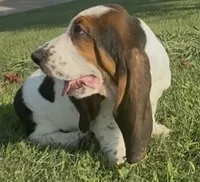 BREEZEY, a male Basset Hound for sale in Chapman, KS – 2 of 5