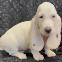 RAWLEY, a male Basset Hound for sale in Chapman, KS – Photo 1 of 10