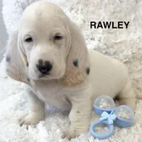RAWLEY, a male Basset Hound for sale in Chapman, KS – Photo 5 of 10