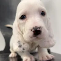 RAWLEY, a male Basset Hound for sale in Chapman, KS – Photo 7 of 10