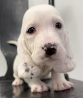 processed/e452a006-67d1-4f00-bcd4-80fe5a9e6fbc/listing/96b33f8a-976b-4141-a8a6-c0a169869f7b/345eae75-d352-447f-b5d1-402577d1e21e