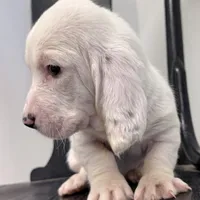 RAWLEY, a male Basset Hound for sale in Chapman, KS – Photo 9 of 10