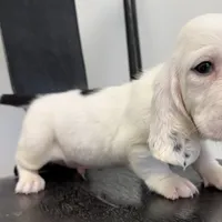 RAWLEY, a male Basset Hound for sale in Chapman, KS – Photo 8 of 10