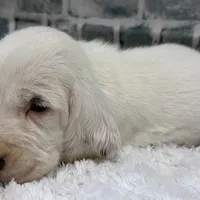 RAWLEY, a male Basset Hound for sale in Chapman, KS – Photo 4 of 10