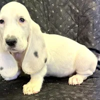 RAWLEY, a male Basset Hound for sale in Chapman, KS – Photo 2 of 10