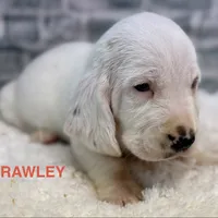 RAWLEY, a male Basset Hound for sale in Chapman, KS – Photo 10 of 10