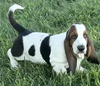 BREEZEY, a male Basset Hound for sale in Chapman, KS – 4 of 5
