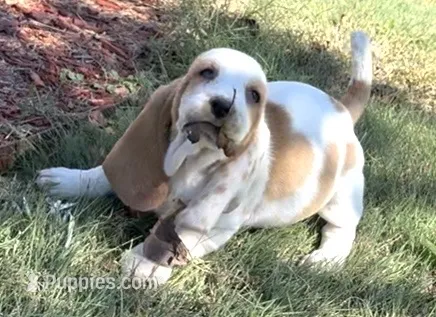 COCOA  – Basset Hound puppy for sale in Chapman, KS