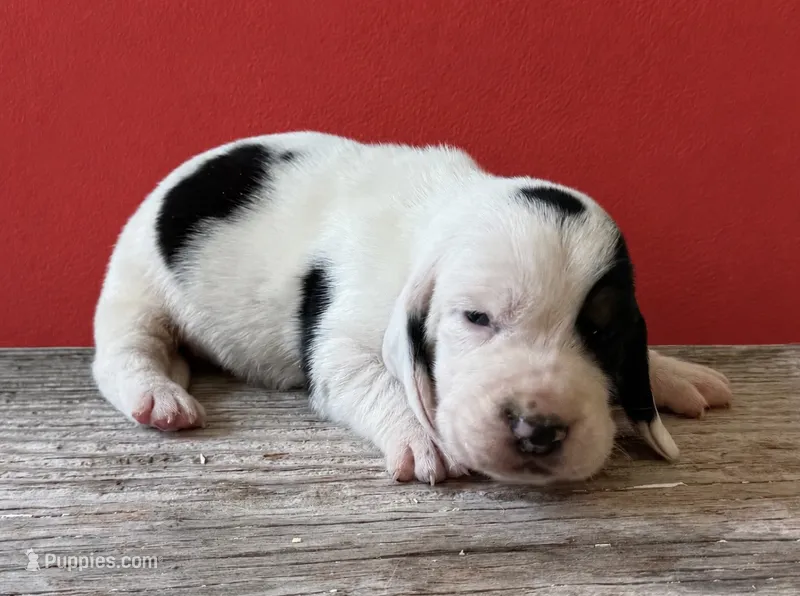 DALLAS – Basset Hound puppy for sale in Chapman, KS