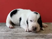 DALLAS, a male Basset Hound for sale in Chapman, KS – 1 of 7