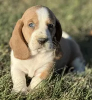 CLAUDE, a male Basset Hound for sale in Chapman, KS – Photo 4 of 10