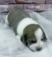 CLAUDE, a male Basset Hound for sale in Chapman, KS – Photo 10 of 10