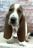 CLAUDE, a male Basset Hound for sale in Chapman, KS – Photo 5 of 10