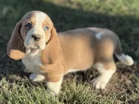 CLAUDE, a male Basset Hound for sale in Chapman, KS – Photo 7 of 10