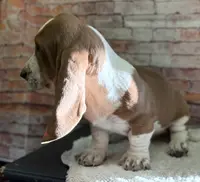 CLAUDE, a male Basset Hound for sale in Chapman, KS – Photo 6 of 10