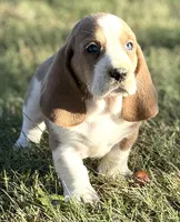 CLAUDE, a male Basset Hound for sale in Chapman, KS – Photo 8 of 10