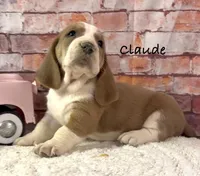 CLAUDE, a male Basset Hound for sale in Chapman, KS – Photo 9 of 10
