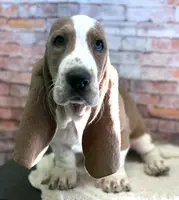 CLAUDE, a male Basset Hound for sale in Chapman, KS – Photo 1 of 10
