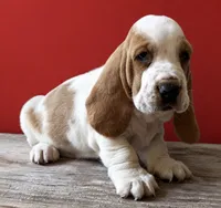 HUDSON, a male Basset Hound for sale in Chapman, KS – 3 of 4