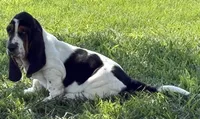 SALTY, a male Basset Hound for sale in Chapman, KS – 6 of 6