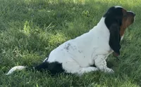 SALTY, a male Basset Hound for sale in Chapman, KS – 2 of 6