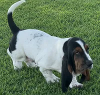 SALTY, a male Basset Hound for sale in Chapman, KS – 5 of 6
