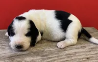 DELRAY, a female Basset Hound for sale in Chapman, KS – 4 of 9
